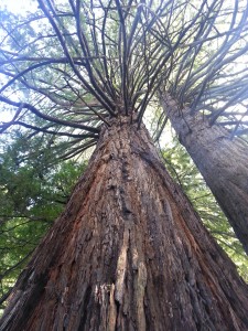 Redwood